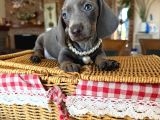 Dachshund Yavrularımız