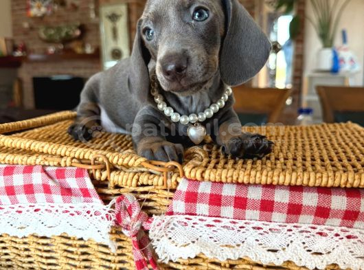 Dachshund Yavrularımız görsel