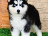 2 Aylık Fındık Husky Yavrularım