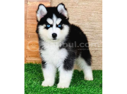 2 Aylık Fındık Husky Yavrularım görsel