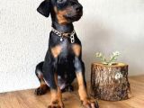 2 Aylık Doberman Yavrularım Yeni Yuvasını Arıyor
