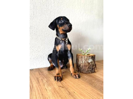 2 Aylık Doberman Yavrularım Yeni Yuvasını Arıyor görsel