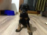 2 Aylık Doberman Yavrularım Yeni Yuvasını Arıyor