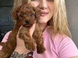 Safkan Toy Poodle Yavrularımız