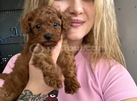 Safkan Toy Poodle Yavrularımız