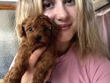 Safkan Toy Poodle Yavrularımız