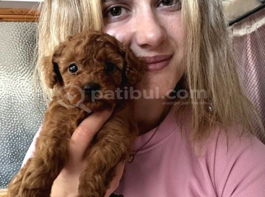 Safkan Toy Poodle Yavrularımız görsel