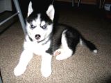 2 Aylık Fındık Husky Yavrularım