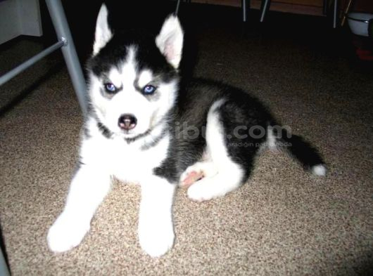 2 Aylık Fındık Husky Yavrularım görsel