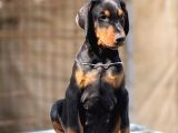 Şampi̇yon Soy Doberman Kali̇te