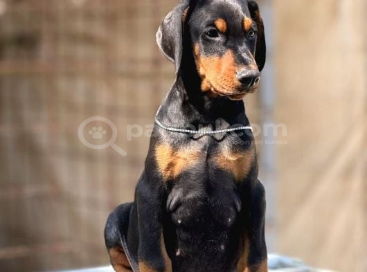 Şampi̇yon Soy Doberman Kali̇te