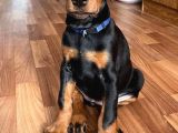Şampi̇yon Soy Doberman Kali̇te