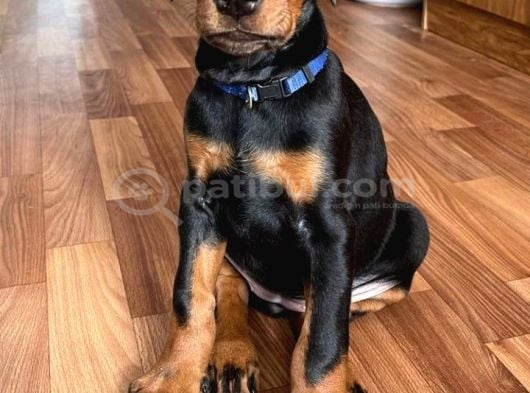 Şampi̇yon Soy Doberman Kali̇te görsel