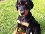 Şampi̇yon Soy Doberman Kali̇te