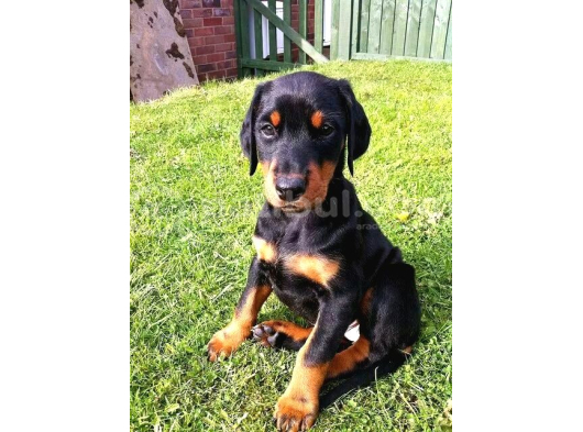Şampi̇yon Soy Doberman Kali̇te görsel