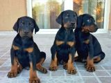Şampi̇yon Soy Doberman Kali̇te