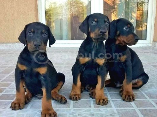Şampi̇yon Soy Doberman Kali̇te görsel