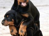 Şampi̇yon Soy Doberman Kali̇te