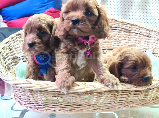 A Kali̇te Müthi̇ş Kali̇te Orji̇nal Cavapoo Yavrular görsel