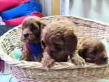 A Kali̇te Müthi̇ş Kali̇te Orji̇nal Cavapoo Yavrular