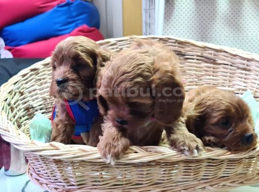 A Kali̇te Müthi̇ş Kali̇te Orji̇nal Cavapoo Yavrular görsel