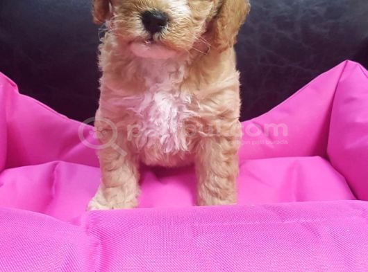 İnanilmaz Güzelli̇kte Malti̇poo Yavrular görsel