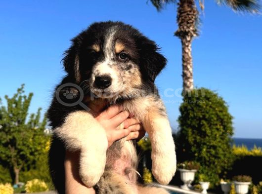Safkan Zeki Sadık Border Collie Yavruları görsel