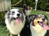 Safkan Zeki Sadık Border Collie Yavruları