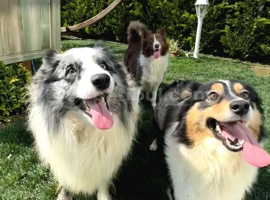 Safkan Zeki Sadık Border Collie Yavruları