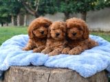 Anne Baba Cockapoo Yavrular