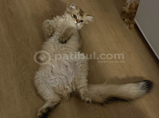 Safkan Erkek Goldenblack İstanbul görsel