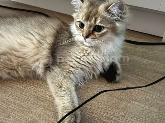 Safkan Erkek Goldenblack İstanbul görsel
