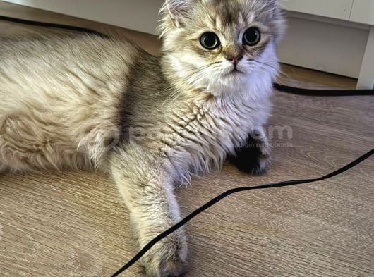 Safkan Erkek Goldenblack İstanbul görsel