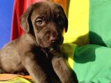 İnanilmaz Güzelli̇kte De Kali̇tede Labrador Yavrular