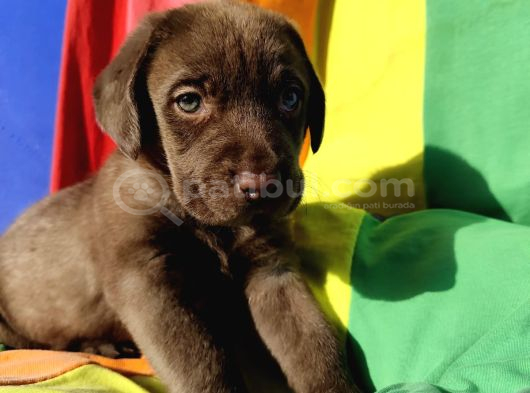 İnanilmaz Güzelli̇kte De Kali̇tede Labrador Yavrular görsel