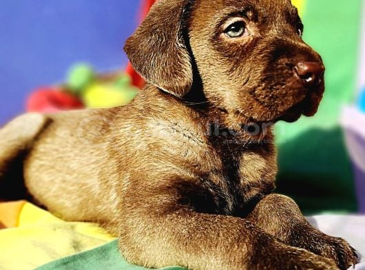 İnanilmaz Güzelli̇kte De Kali̇tede Labrador Yavrular görsel