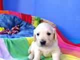 Bebek Yüz Macar A Kali̇te Golden Yavrular