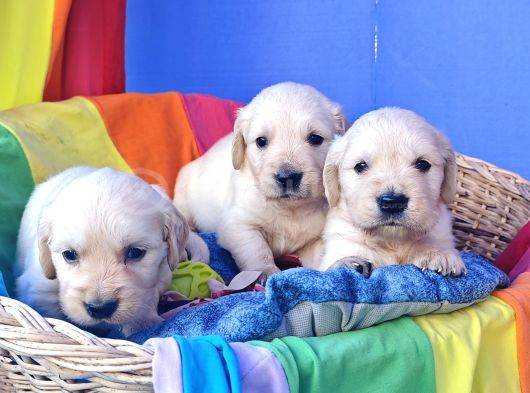 Bebek Yüz Macar A Kali̇te Golden Yavrular görsel