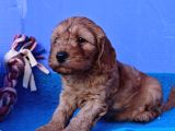 Gerçek Mükemmel Kali̇te Cockapoo Yavrular