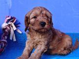 Gerçek Mükemmel Kali̇te Cockapoo Yavrular
