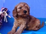 Gerçek Mükemmel Kali̇te Cockapoo Yavrular