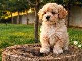 Her Bütçeye Uygun A Kali̇te Malti̇poo Yavrular