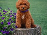 Her Bütçeye Uygun Ori̇ji̇nal Toy Poodle Yavrular