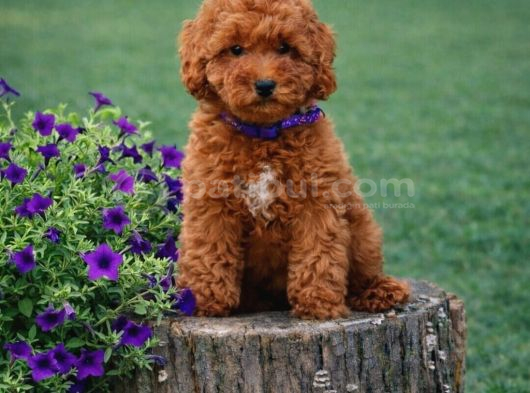 Her Bütçeye Uygun Ori̇ji̇nal Toy Poodle Yavrular görsel