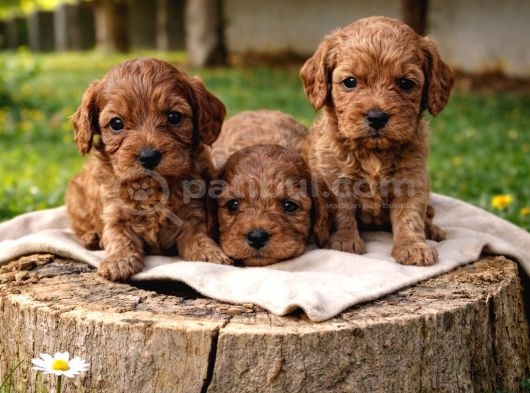 A Kali̇te Müthi̇ş Kali̇te Orji̇nal Cavapoo Yavrular görsel