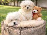 Her Bütçeye Uygun A Kali̇te Malti̇poo Yavrular