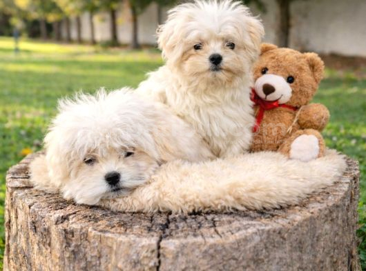 Her Bütçeye Uygun A Kali̇te Malti̇poo Yavrular görsel