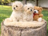 Her Bütçeye Uygun A Kali̇te Malti̇poo Yavrular