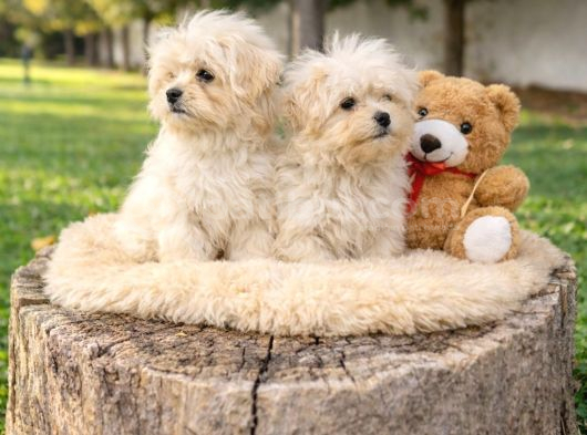 Her Bütçeye Uygun A Kali̇te Malti̇poo Yavrular görsel
