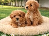 Her Bütçeye Uygun A Kali̇te Malti̇poo Yavrular